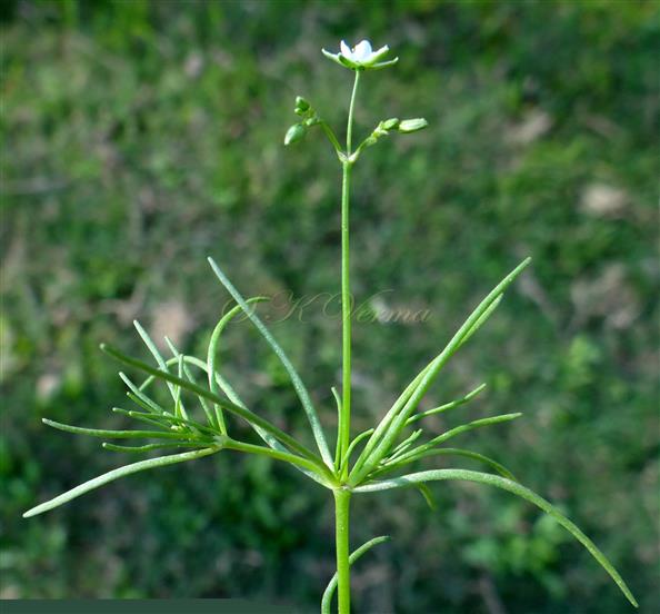  Branch